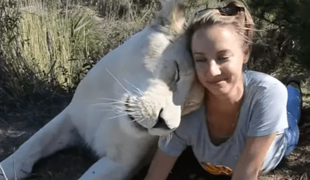 El video viral de YouTube muestra la reacción que tuvo una leona al toparse con una modelo hacía safari dentro de un peligroso campo de felinos.