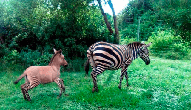 Kenia: nace un “cebrasno”, híbrido de una cebra y un burro en reserva natural [VIDEO]