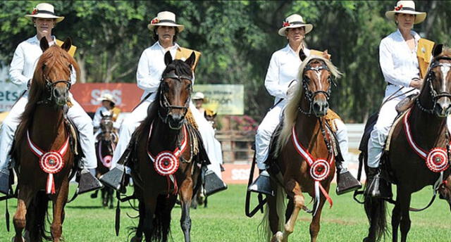 En Cusco se realizará concurso del caballo de paso peruano.