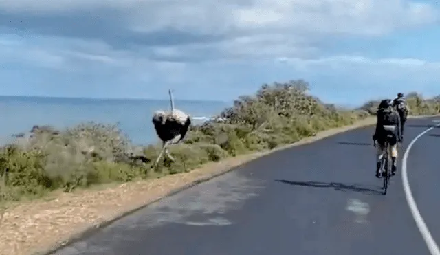 Desliza las imágenes para ver la intensa carrera entre el avestruz y los ciclistas. Foto: captura de YouTube
