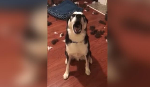 En Facebook enternece a todos el perro que ‘justifica’ su travesura | VIDEO