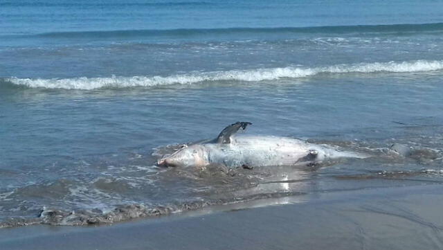 EE.UU.: ofrecen 5000 dólares por la captura de asesino de un delfín [FOTOS]