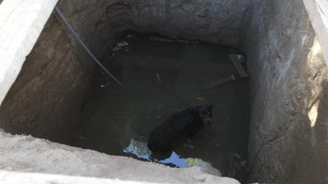 Arequipa: Rescatan a perro que cayó a hueco de obra inconclusa [VIDEO]