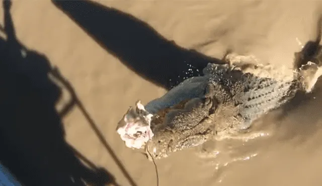 Un grupo de pescadores se encontró cara a cara con una enorme criatura que los dejó impactados.
