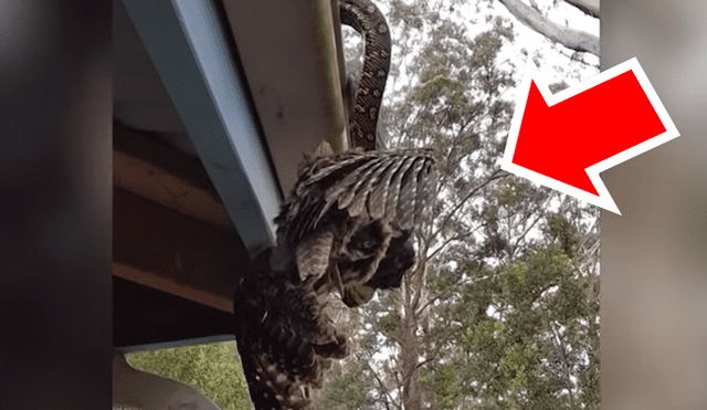 YouTube viral: enorme ave descansaba en tejado, sin imaginar que serpiente hambrienta la devoraría 