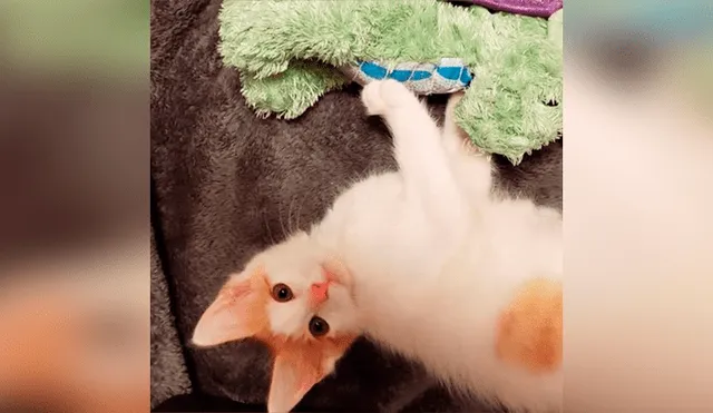 Desliza las imágenes para conocer la conmovedora historia de un gato bebé que visitó al veterinario con su peluche. Foto: Captura.