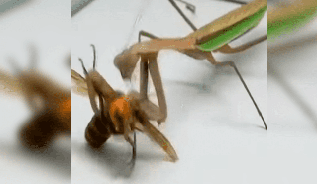 El avispón pierde la cabeza mientras que la mantis verdosa y enorme, ataca sin piedad.