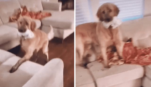 Desliza las imágenes para ver la travesura de este perro que ya es viral en Facebook.