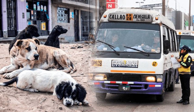 La ley del SOAT para animales, sin reglamentación, sería otra ley muerta. Foto: composición de Jazmin Ceras/La República