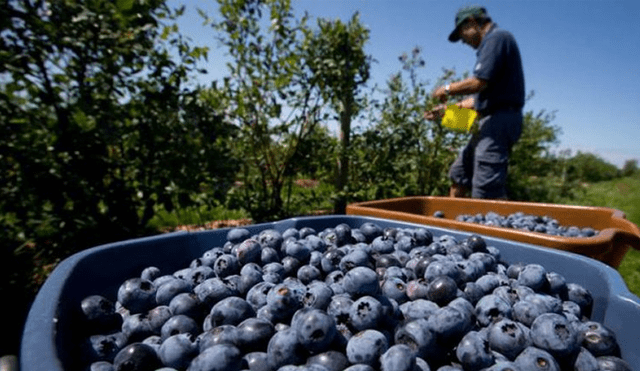 Crece agroexportación de arándanos. Foto: AGAP