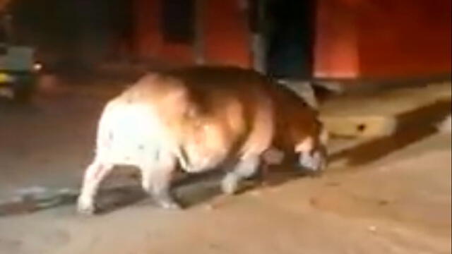Hipopótamo de Pablo Escobar en Antioquía. Captura de video/Facebook.