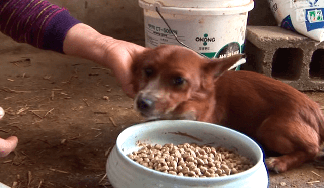 YouTube viral: perro llora de emoción al reencontrarse con vaca que lo cuidó desde bebé 