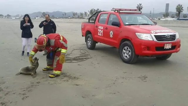 El bombero no dudó en ayudar al animalito.