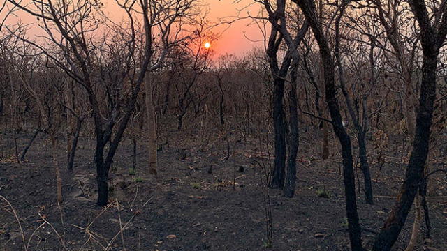 Incendio en la Amazonía es catalogado como uno de los peores en los últimos cinco años. Foto: EFE.