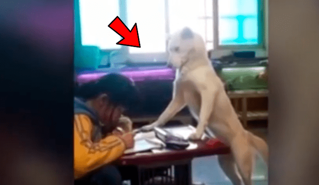 YouTube viral: perro cuidar a hija de su dueño para que no se distraiga y usuarios quedan sorprendidos [VIDEO] 
