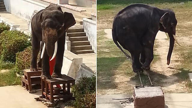 Indignación porque zoológico obligó a esquelética elefanta a realizar trucos de circo