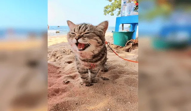 En Facebook, un pequeño gato visitó una maravillosa playa junto a su dueña y demostró su felicidad.