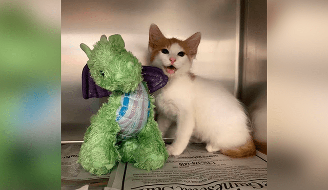 Desliza las imágenes para conocer la conmovedora historia de un gato bebé que visitó al veterinario con su peluche. Foto: Captura.