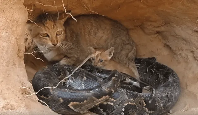 YouTube viral: hambrienta serpiente busca devorar a gatita y sus crías y un 'ángel' lo cambia todo [VIDEO]