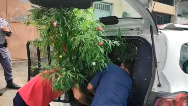 Árbol de Navidad de cannabis decomisado por la Policía. Foto: Difusión