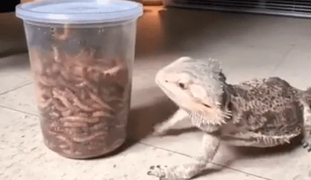 YouTube viral: lagartija se topa con frasco repleto de gusanos y tiene inusual reacción