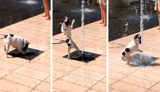 Facebook viral: pequeño perro no soportó la ola de calor y se dio tremendo 'chapuzón' en pileta [VIDEO] 