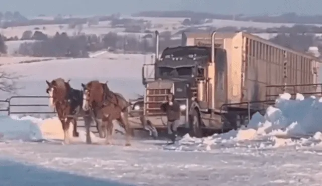 Facebook: Dos caballos demuestran su increíble fuerza pero usuarios critican a dueño [VIDEO]