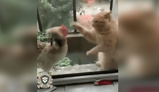 Facebook: gato intenta comerse un gallo y tienen pelea al estilo pokémon [VIDEO]