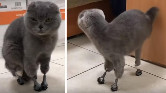 Desliza para conocer a Dymka, la gatita que volvió a caminar gracias a un veterinario ruso. Foto: Captura