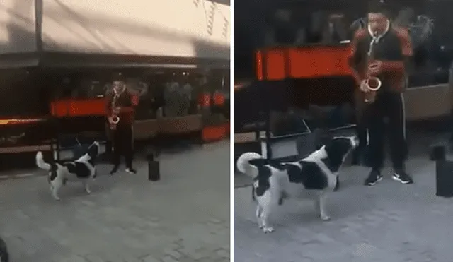 Video es viral en Facebook. El can sorprendió a varias personas que pasaban por el lugar por su singular conducta al toparse con un músico callejero