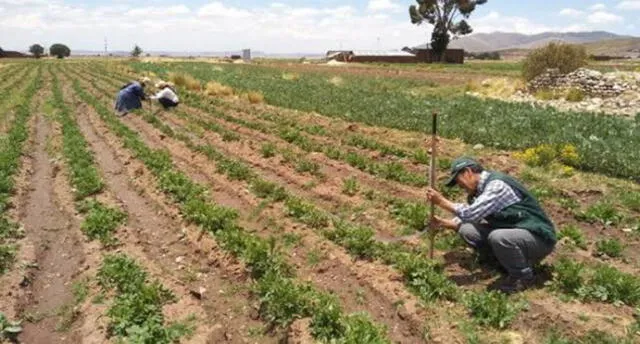Minagri instalará 800 hectáreas de pastos cultivados en Moquegua