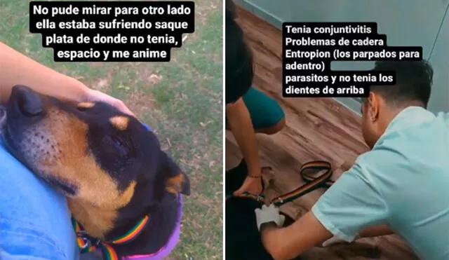 Desliza las imágenes para conocer la conmovedora historia de Fiona, una perrita con un final feliz. Foto: captura de TikTok