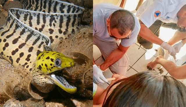 Serpientes marinas atacan a decena de turistas en playa de México