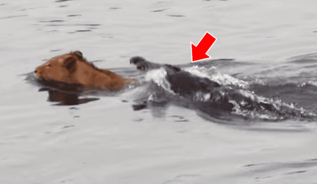 Un turista quedó aterrado al grabar en un video viral de YouTube el brutal ataque que sufrió un león en las garras de un enorme cocodrilo, mientras cruzaba un peligroso río.