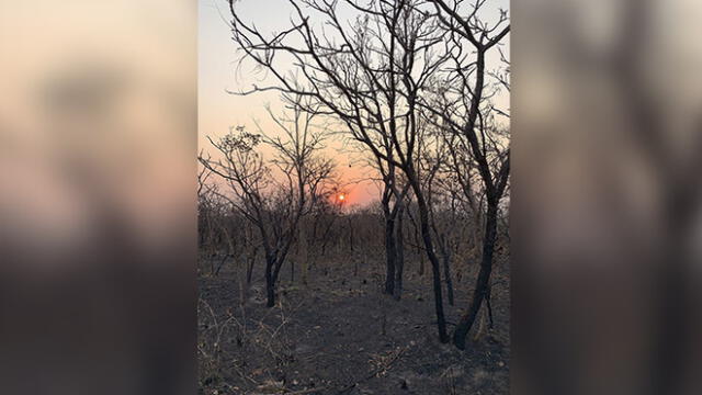Imagen captada el 20 de agosto de 2019 evidencia el estado de un área afectada por un incendio forestal en el estado de Mato Grosso. (FOTO: Rogerio Florentino / EFE)