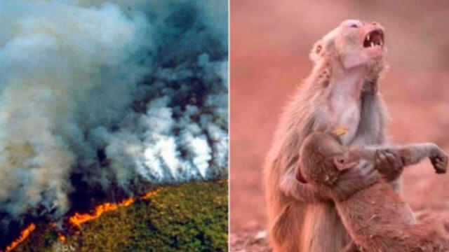 Fotos falsas del incendio en la Amazonía. Foto: redes sociales.