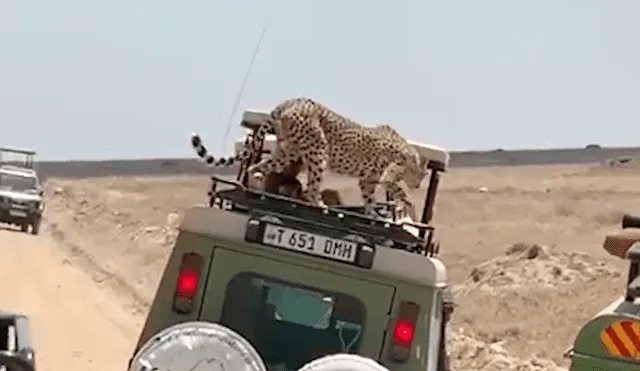 En YouTube, una familia realizaba un safari y fueron sorprendidos por una feroz chita que se subió a su vehículo.