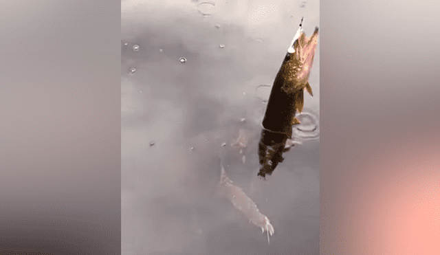 Hombre pesca un pez y extraña criatura emerge del río para devorar su presa [VIDEO] 