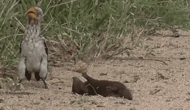 Facebook viral: mangosta finge su muerte frente a hambrienta ave para salvar su vida [VIDEO]