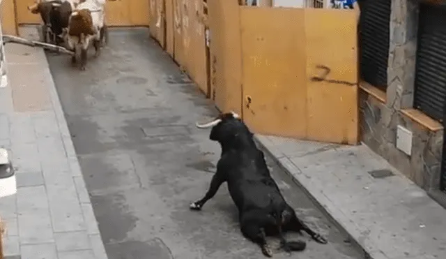 YouTube: en España toro se rompe las patas traseras mientras intenta huir de corrida [VIDEO]