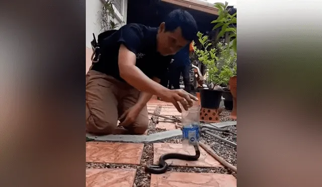 Un chico dejó con los pelos de punta a miles de usuarios en YouTube al pretender atrapar una letal serpiente con una botella de plástico, sin imaginar lo que pasaría.