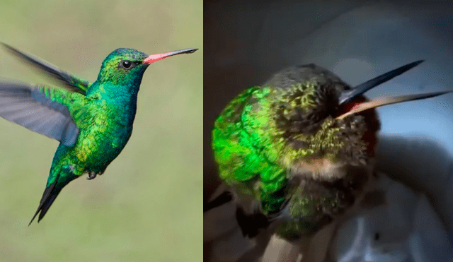 Facebook viral: graban los ronquidos de un colibrí y el sonido sorprende porque es perturbador [VIDEO]
