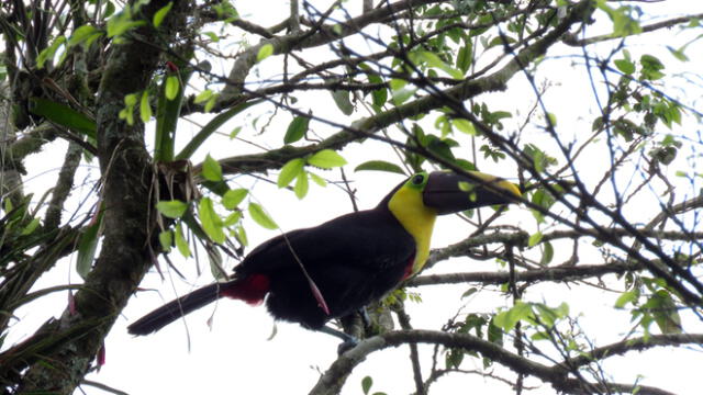Registran nuevas especies de aves en el Parque Cerros de Amotape