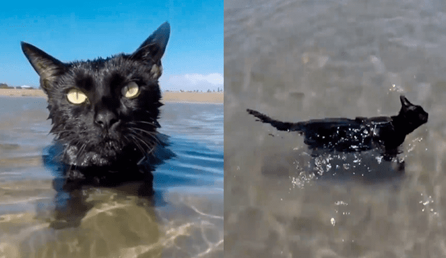 Facebook viral: gato nadó como un profesional en la playa y su dueño quedó asombrado [VIDEO] 