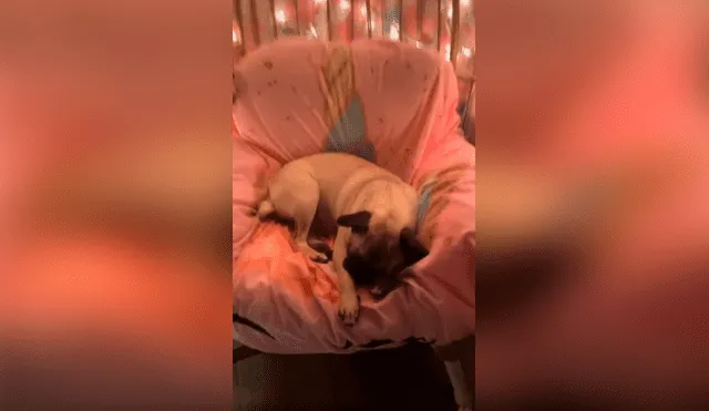 Desliza las imágenes para observar el comportamiento de un perro al creer que su dueña le compró una silla. Foto: Captura.