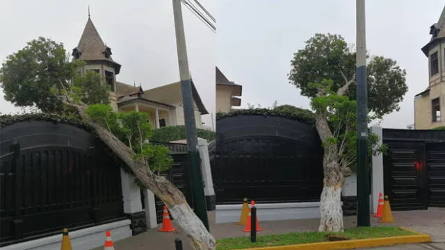 Barranco: árbol se desplomó sobre entrada de residencia del embajador de España [VIDEO]