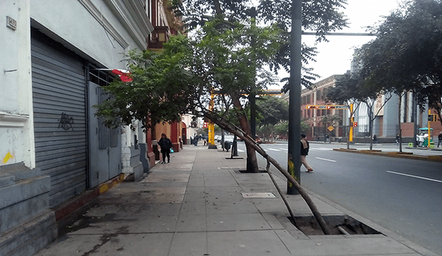 Centro de Lima: árbol en riesgo de caer