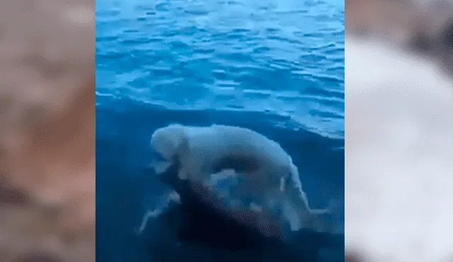 Video es viral en Facebook. El can se ha ganado la admiración de todos con su increíble comportamiento tras sacar del agua a un ciervo moribundo