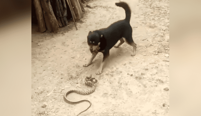 YouTube viral: Perro encuentra a peligrosa serpiente asesina y hace esto para salvar la vida de su amo 