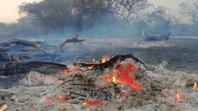 Organizan campaña solidaria para recaudar recursos tras incendio forestal en Bosque de Pómac